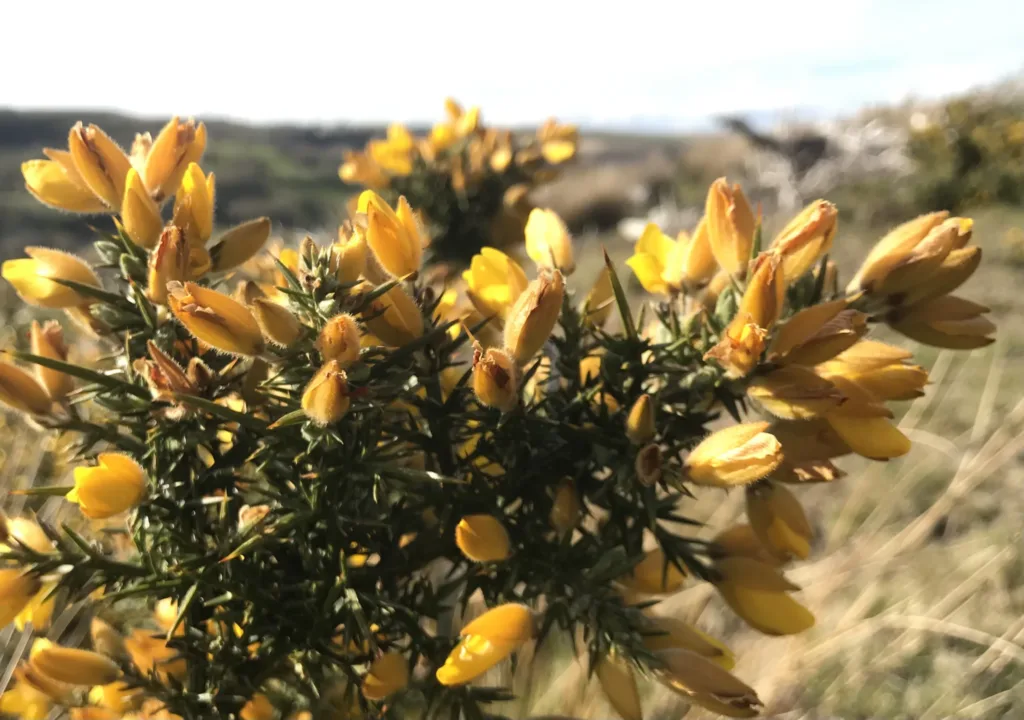 Gorse in flower close up