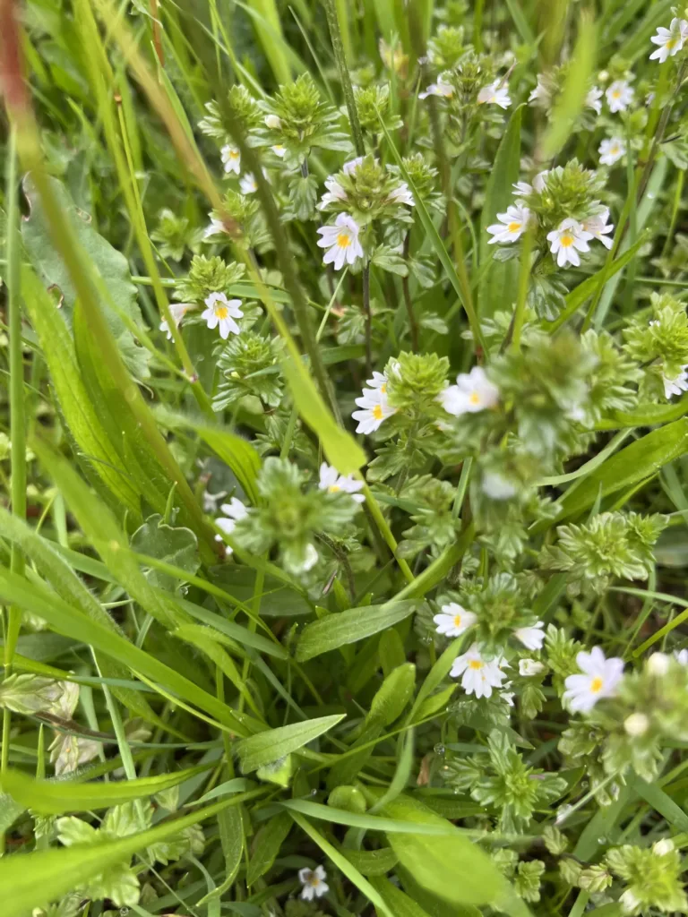 Common eyebright flowers, small white flowers growing in grass