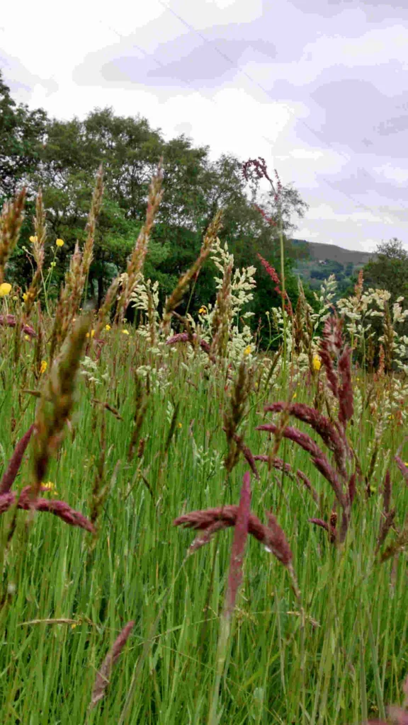 View through meadow grasses