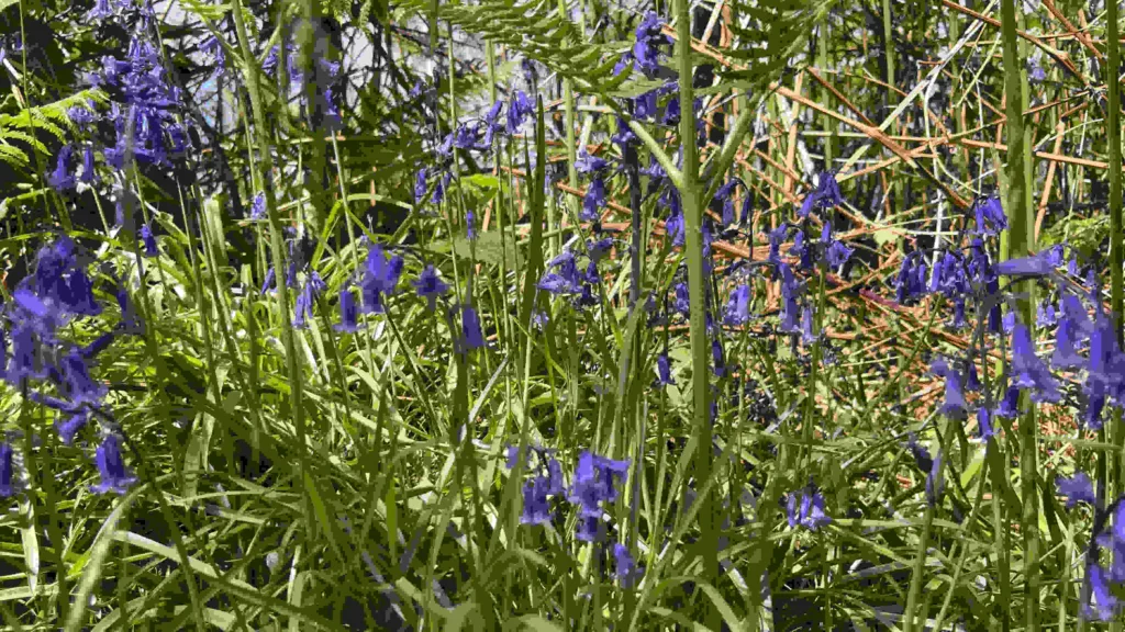 bluebells in amongst bracken